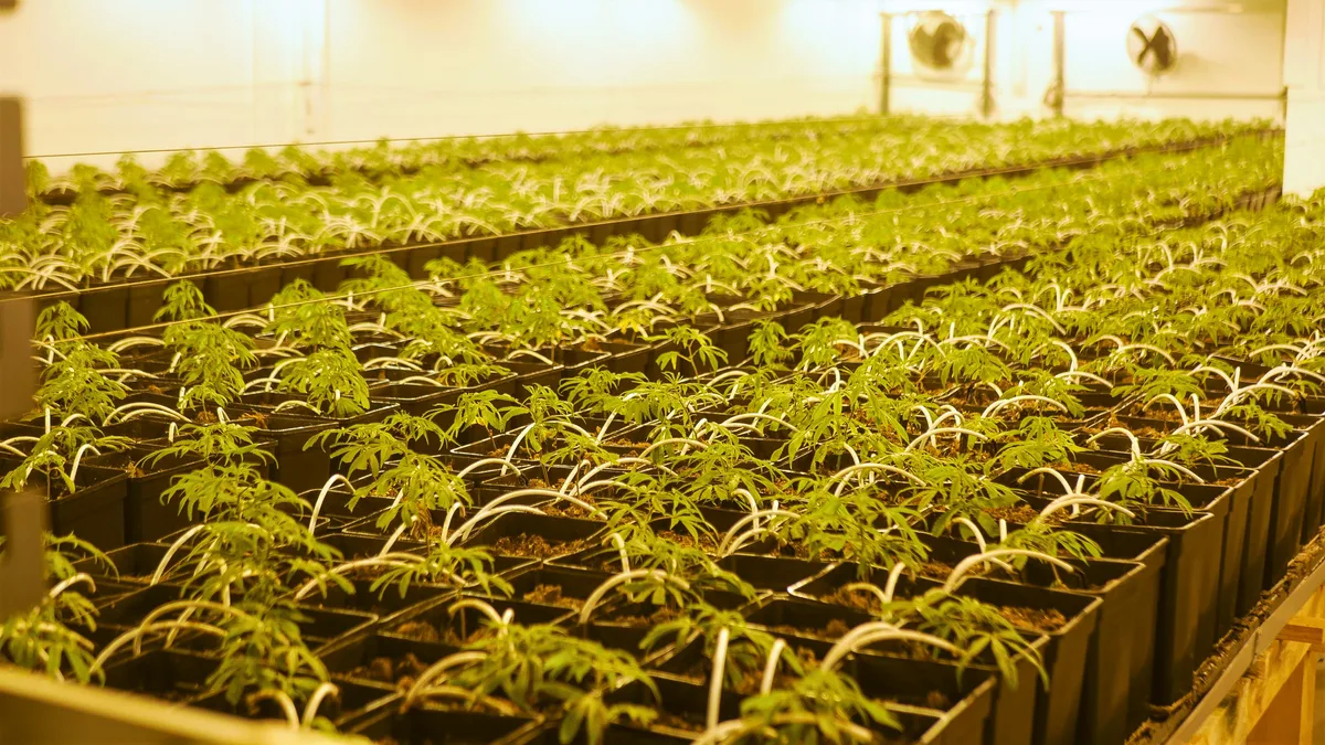 Man sieht CBD-Hanfpflanzen in quadratischen Töpfen aneinander gereiht. m Hintergrund sind Ventilatoren zu sehen.